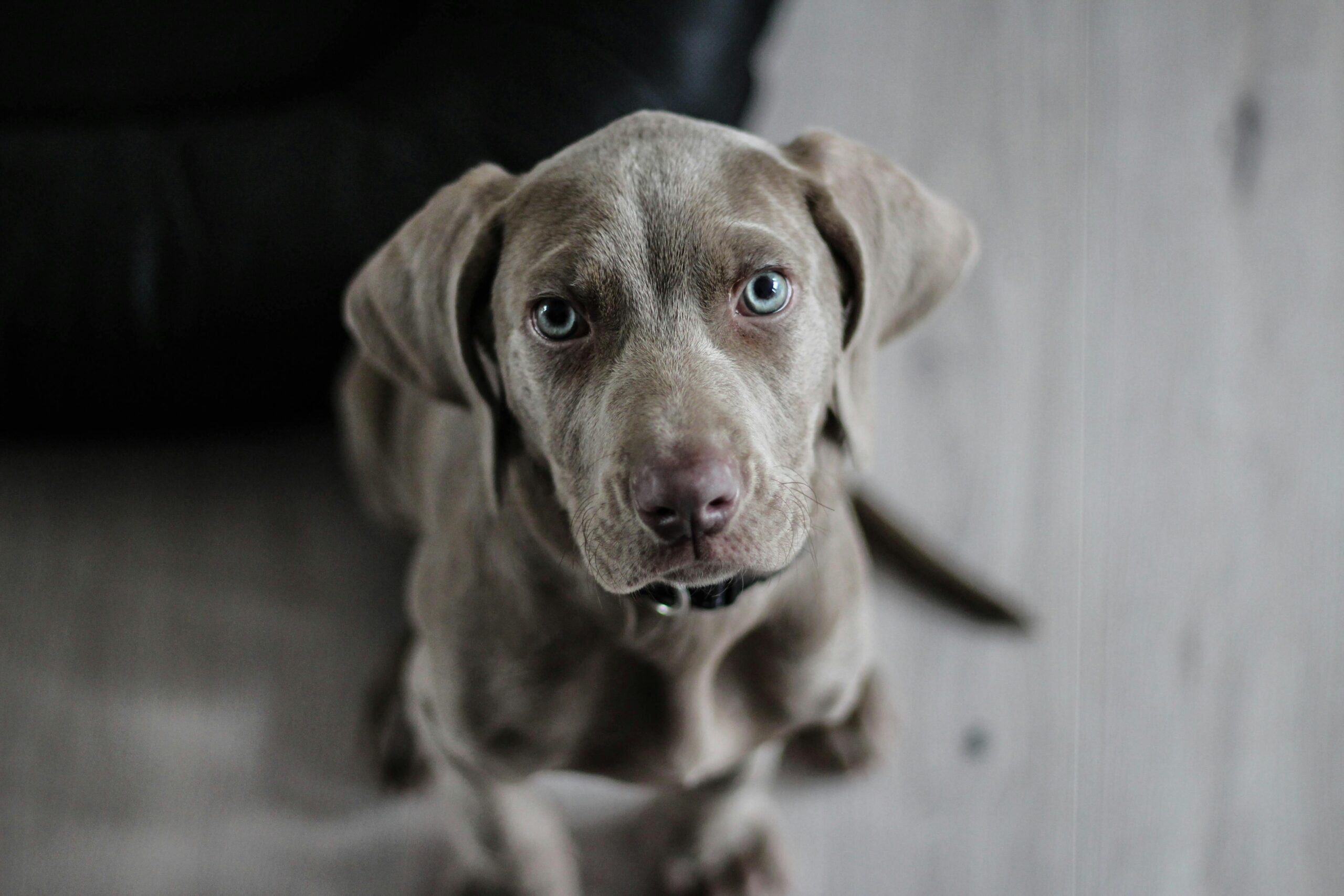 Featured image for “Pet Industry Contract Staffing Solutions: Flexible Leadership for a Growing Market”
